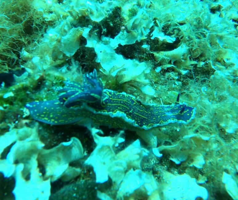 Pefkochori: Snorkeling Trip in Halkidiki-Kassndra - Key Points