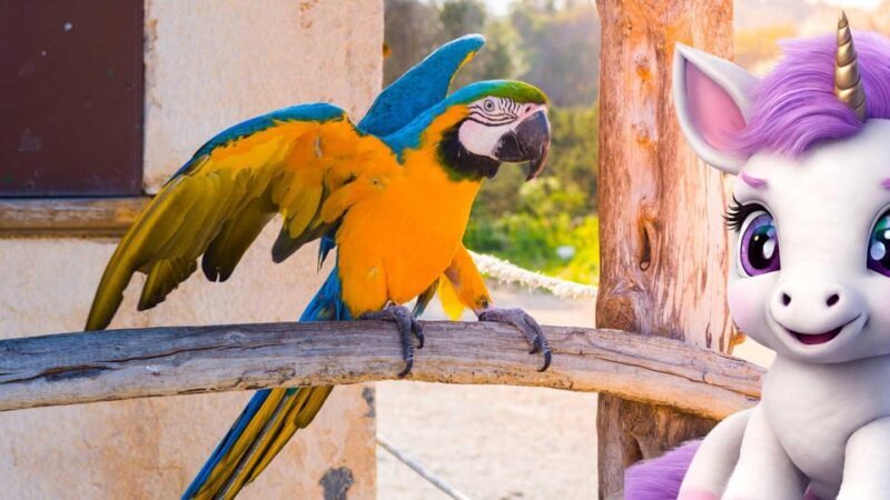 Peguera: The lovely Magical Creatures of Peguera,family walk - Practical Details and Logistics