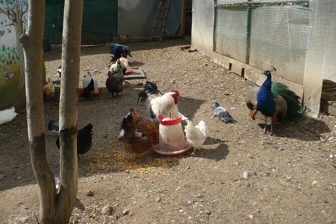Peles Castle and optional Cantacuzino Castle from Brasov - An in-depth look at what makes this tour stand out