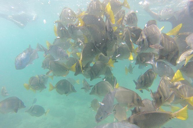 Pelican Rock Snorkeling and Sightseeing Adventure - FAQ