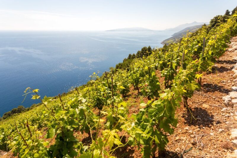 Peljeac Full-Day Wine and Food Tour from Dubrovnik - An In-Depth Look at the Tour Experience