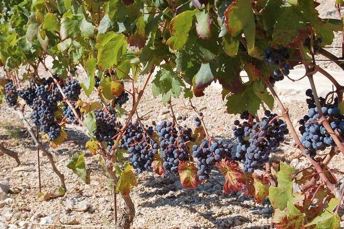 Peljesac Peninsula Day Trip from Dubrovnik: Wine Tasting and Ston Village Tour - Final Thoughts: Is It Worth It?