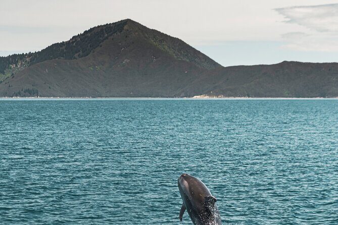 Pelorus Mail Boat Sunday Scenic Cruise  Full-Day from Havelock - Key Points