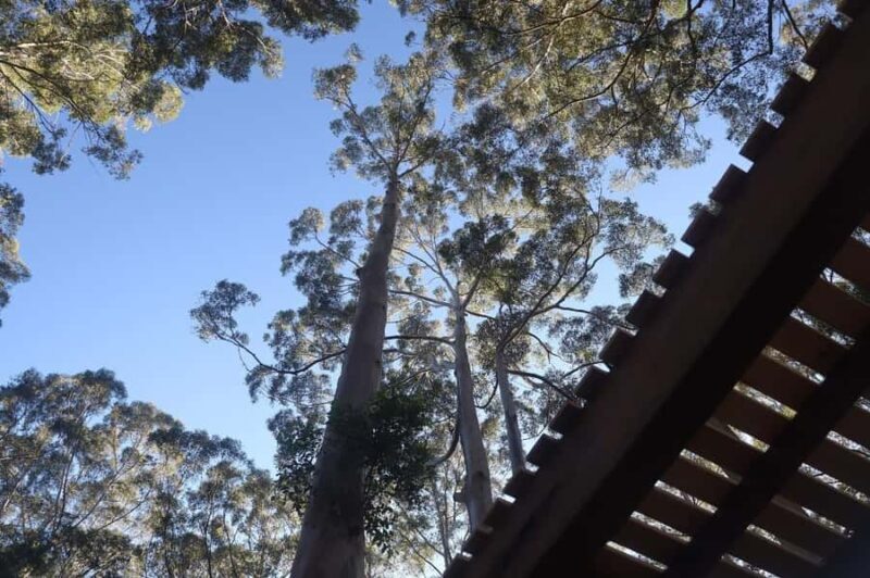 Pemberton: 2.5h Ultimate Ziplines & High Ropes Experience - What to Expect During Your Tour