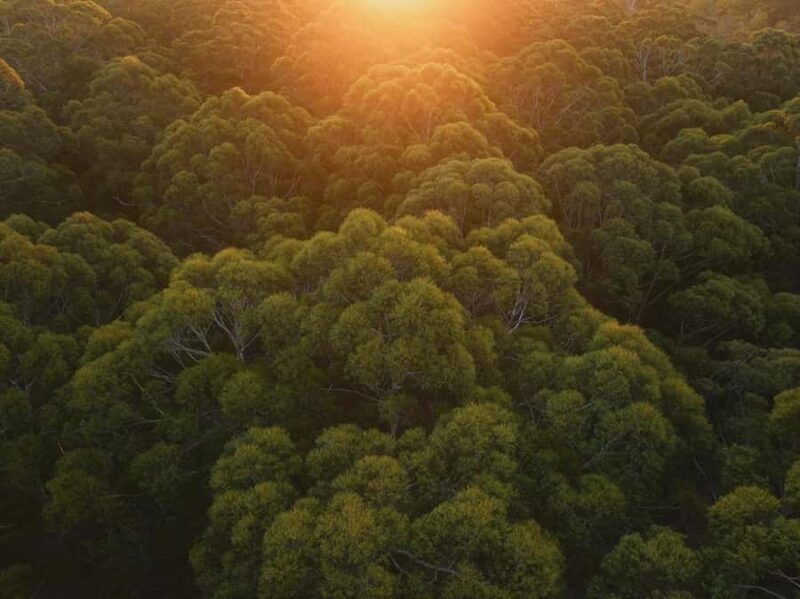 Pemberton: 2.5h Ultimate Ziplines & High Ropes Experience - Final Thoughts