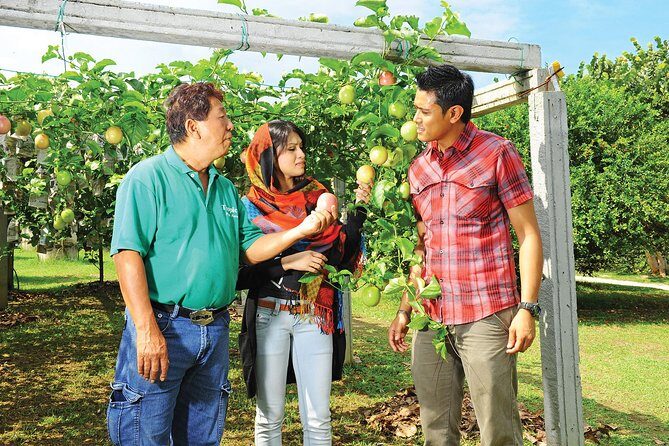 Penang Tropical Fruit Farm with Fruit Tasting - What to Expect from the Penang Tropical Fruit Farm Tour