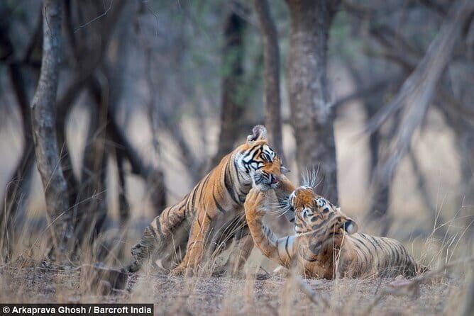 Pench National Park Safari with Transfers from Nagpur - Who Should Consider This Tour?