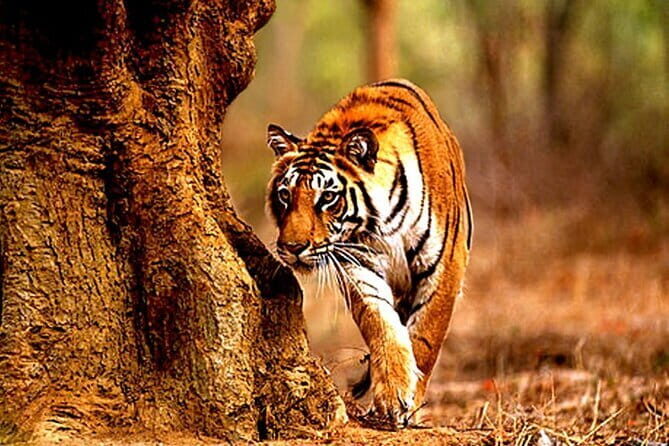 Pench National Park Safari with Transfers from Nagpur - FAQ
