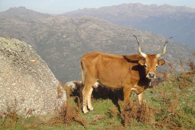 Peneda-Gerês National Park - Nature & Tastings - - Lunch: authentic Minho cuisine