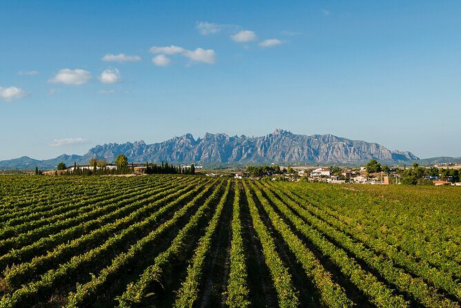 Penedes and Cava Winery Small Group Tour - FAQ