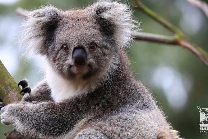 Penguin and Australian Animals Private Tour - Key Points