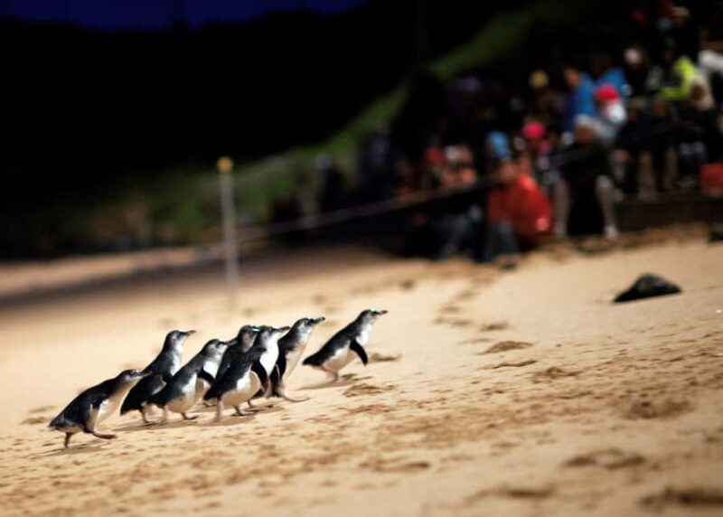 Penguin Parade: General Viewing Ticket - Key Points