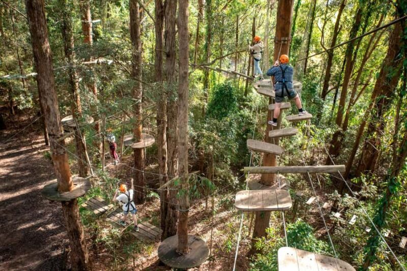 Pennant Hills: Tree Ropes Course Session - The Details: Pricing, Duration, and Practical Tips