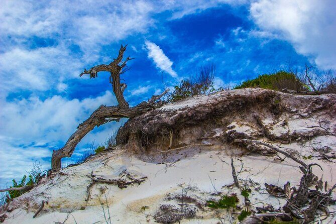Pensacola Beach Fort Pickens Dolphin Cruise Tour - Final Thoughts: Is It Worth It?