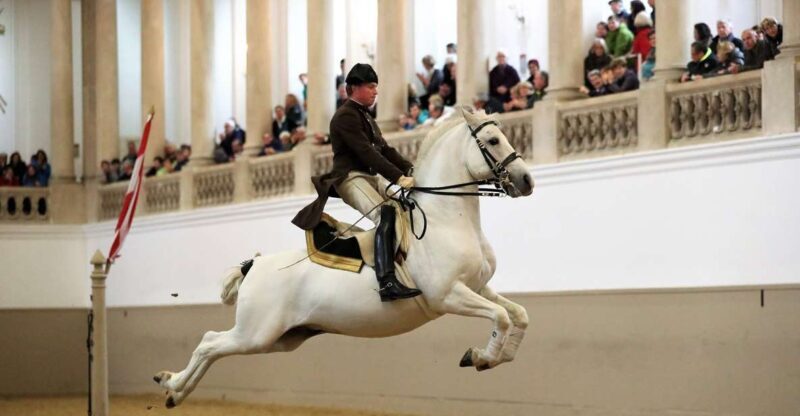 Performance Of The Lipizzans At Spanish Riding School - Key Points