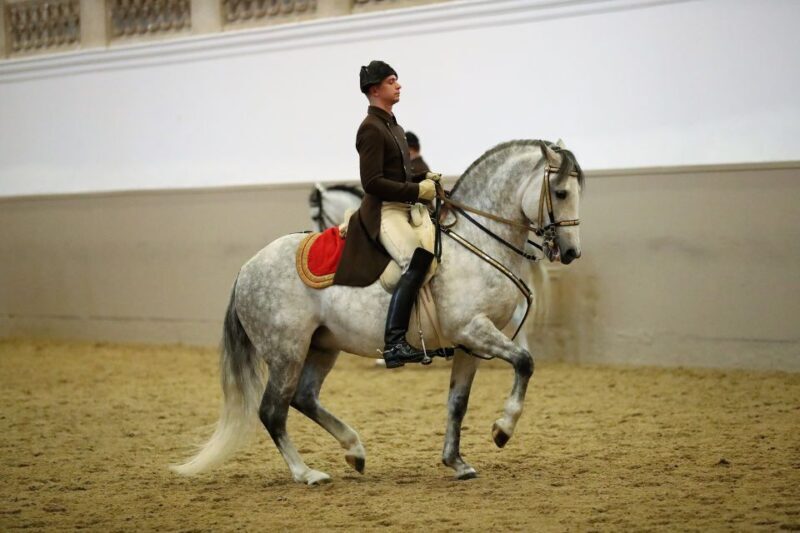 Performance Of The Lipizzans At Spanish Riding School - Who Will Love This Experience?