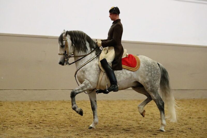 Performance Of The Lipizzans At Spanish Riding School - Final Thoughts: Is It Worth It?