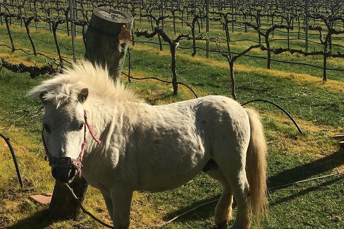 Personalised wine tour experience in the beautiful NSW Southern Highlands - Price, Value, and Booking