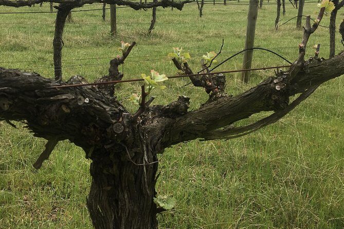 Personalised wine tour experience in the beautiful NSW Southern Highlands - Frequently Asked Questions