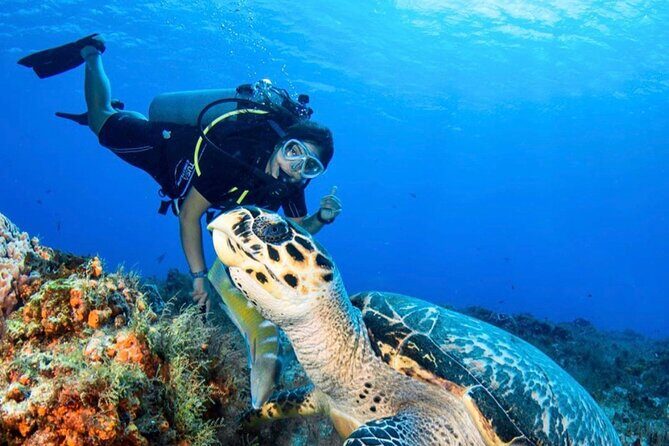 Personalized Diving and Snorkeling in Riviera Maya - Key Points