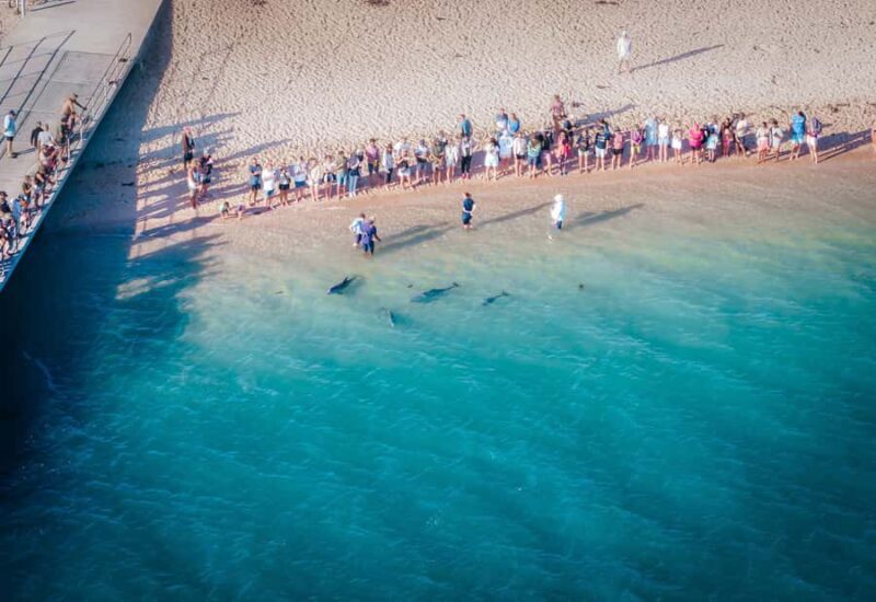 Perth: 4-Day Monkey Mia Pink Lake Coastal Loop Comfort Tour - Key Points