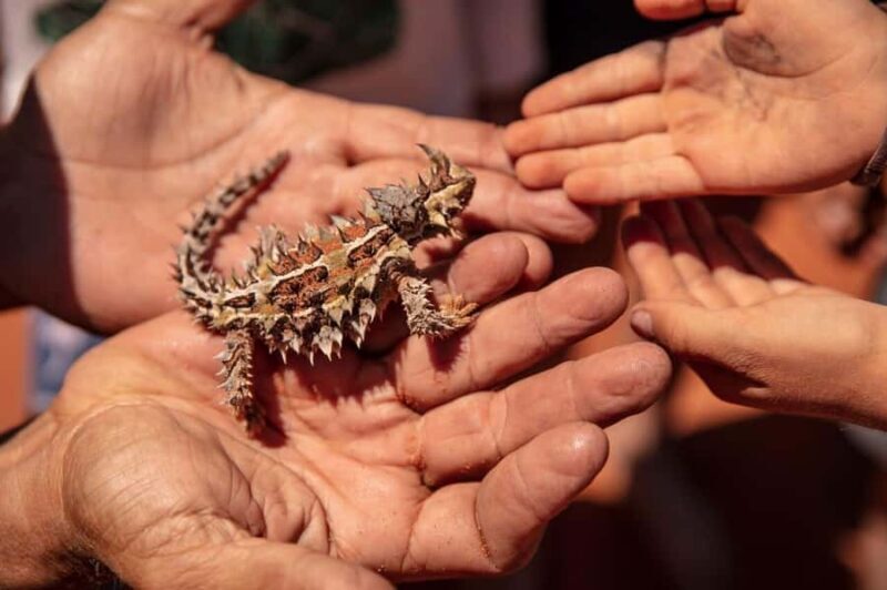 Perth: 7 Day Exmouth Explorer & Ningaloo Reef Return Perth - Who Will Love This Tour?