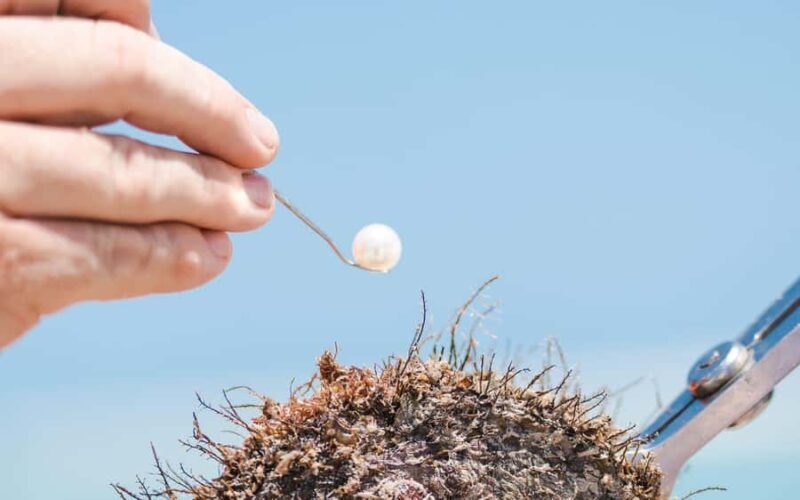 Perth: Harvest Your Own Pearl Experience - FAQs