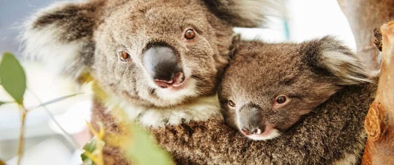 Perth: Pinnacles and Swan Valley Wine Day Tour with Lunch - Value for Money