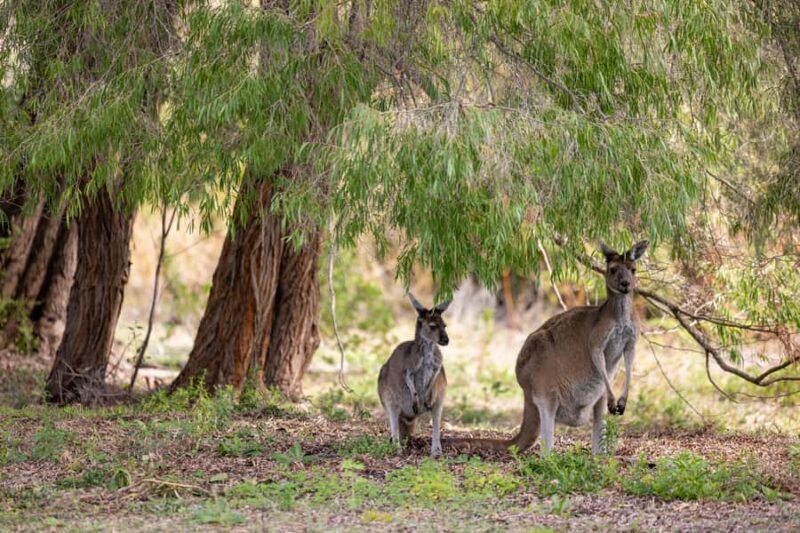 Perth: Pinnacles Desert Lobster Tour with Morning Tea - Final thoughts: Who is this tour best for?