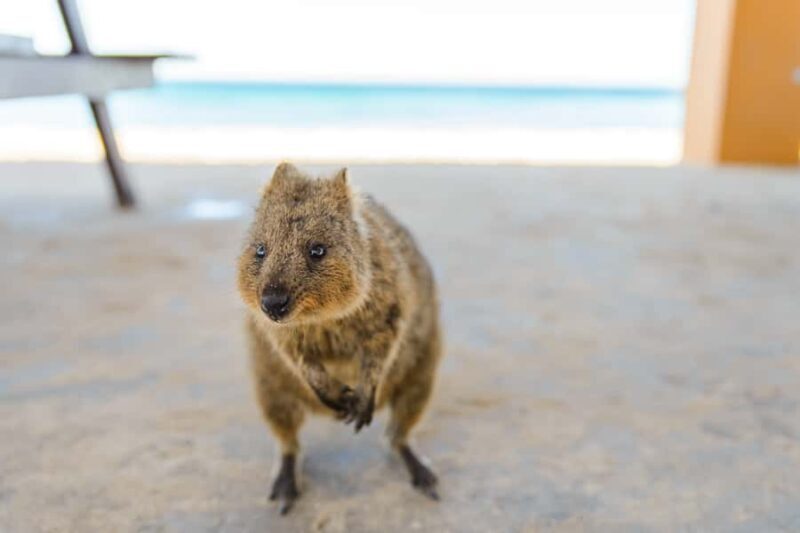 Perth: Rottnest Island Ferry, Bike, Coffee & Lobster Roll - Authentic Experiences and Practical Tips