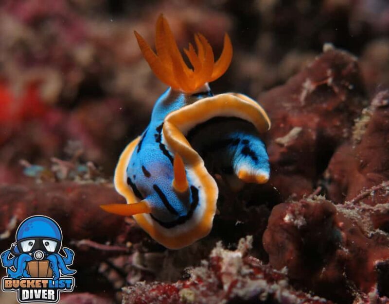 Perth: Rottnest Island Scuba Diving Day Trip-Certified Diver - The Itinerary: What Makes Each Step Special