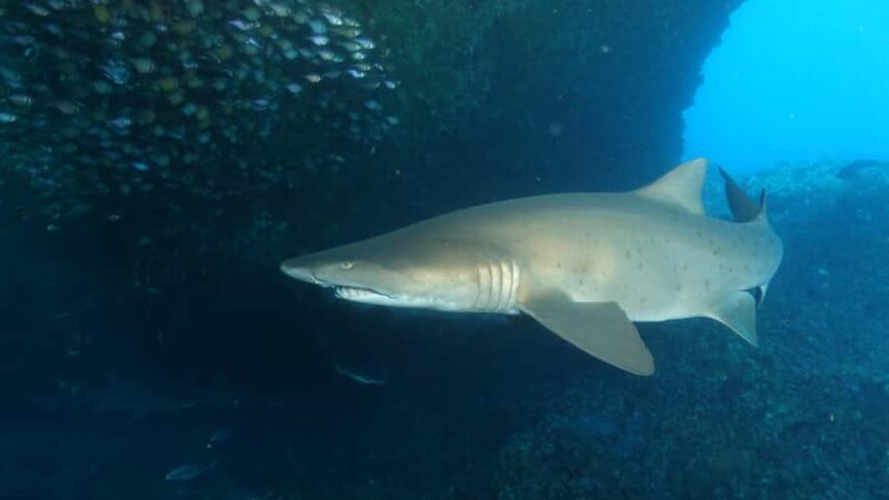 Perth: Rottnest Island Scuba Diving Day Trip-Certified Diver - The Value Proposition: Is It Worth the Price?