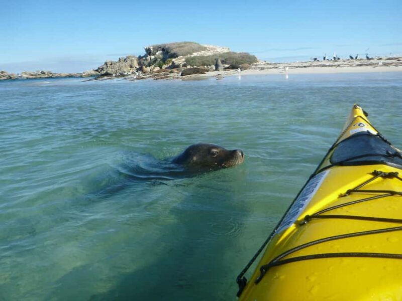 Perth: Shoalwater Islands Marine Park Sea Kayaking Tour - Key Points