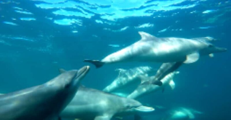 Perth: Swim with Wild Dolphins Tour - Key Points