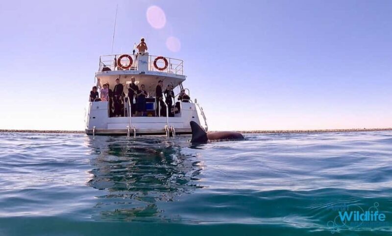 Perth: Swim with Wild Dolphins Tour - An In-Depth Look at the Perth Dolphins Tour
