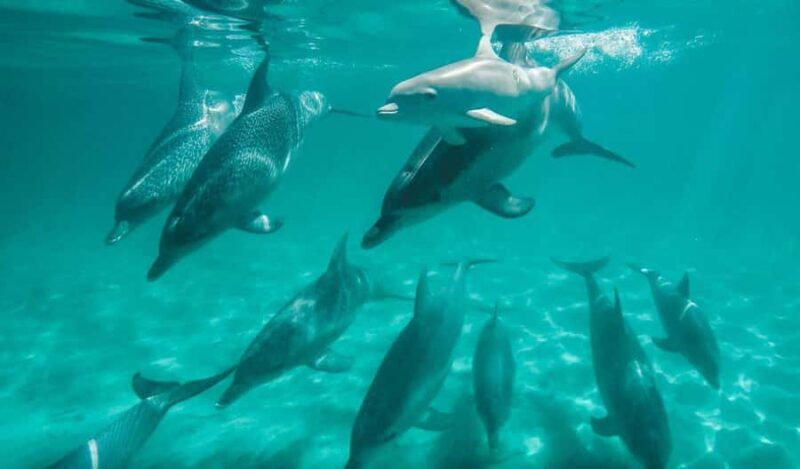 Perth: Swim with Wild Dolphins Tour - The Sum Up: Who Should Consider This Tour?