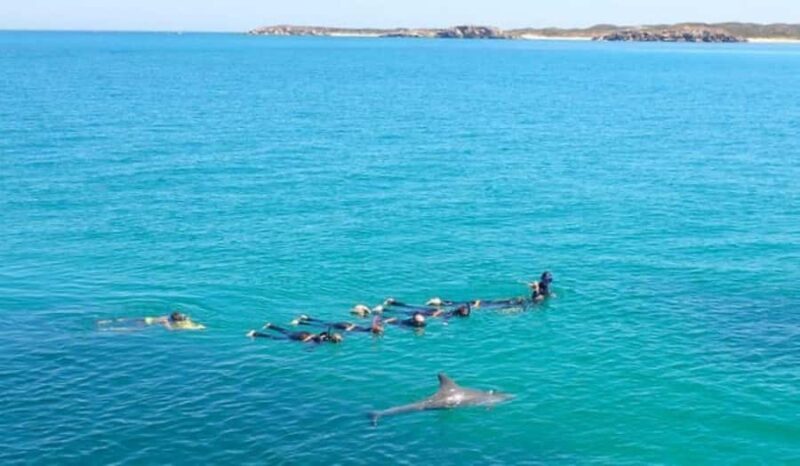 Perth: Swim with Wild Dolphins Tour - FAQ