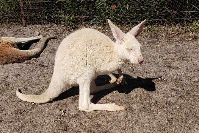 Perth Wildlife Park & City Highlights - Premium Small Group Tour - Wrapping It Up