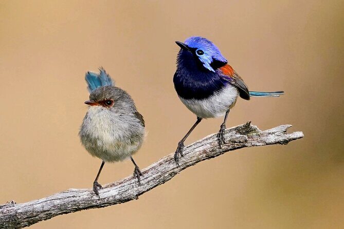 Perth Wildlife Tour Under the Stars with Dinner - The Itinerary Breakdown