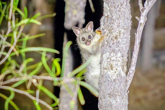 Perth Wildlife Tour Under the Stars with Dinner - Analyzing the Value