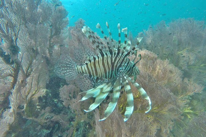 Phi Phi Early Bird & 4 Islands - Day Tour by Speedboat From Krabi - Is This Tour Right for You?