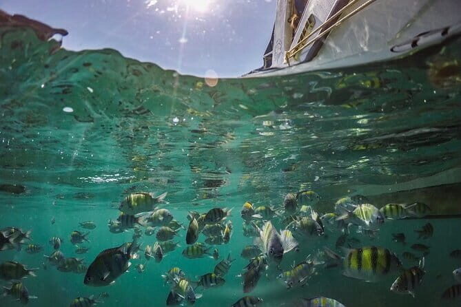 Phi Phi with Maya and Bamboo Island Day Trip by Speedboat - Authentic Experiences from Travelers