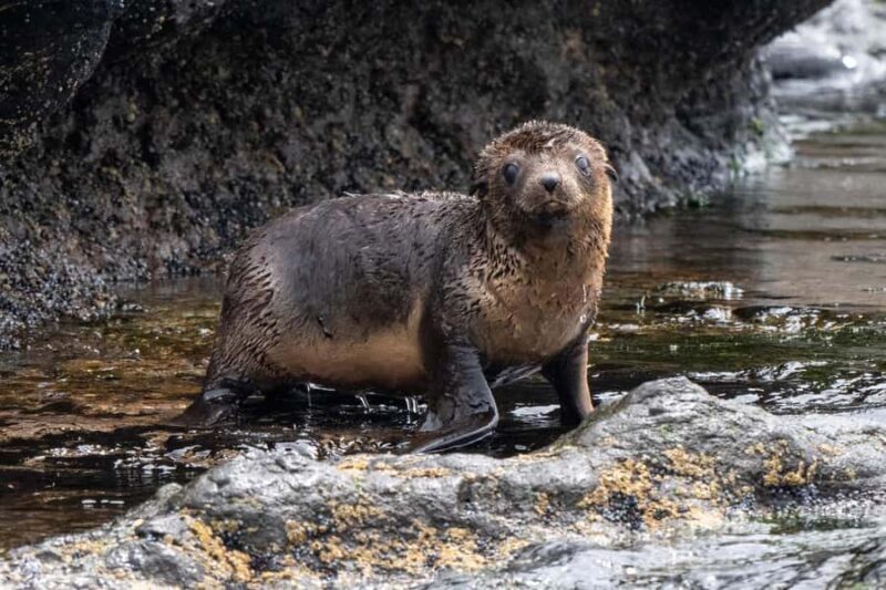 Philip Island: Seal Watching Cruise - An In-Depth Look at the Seal Watching Cruise