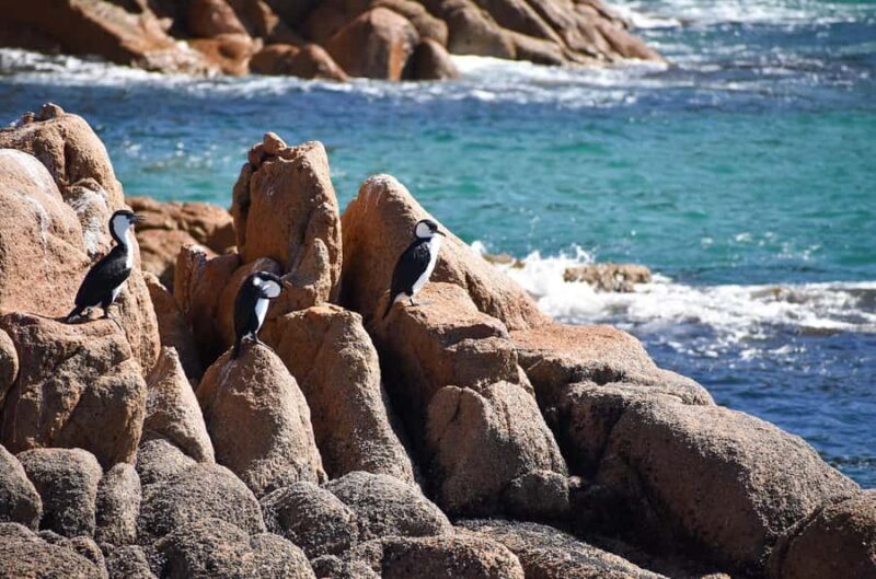 Phillip Island: 1-Hour Cape Woolamai Scenic Cruise - FAQ