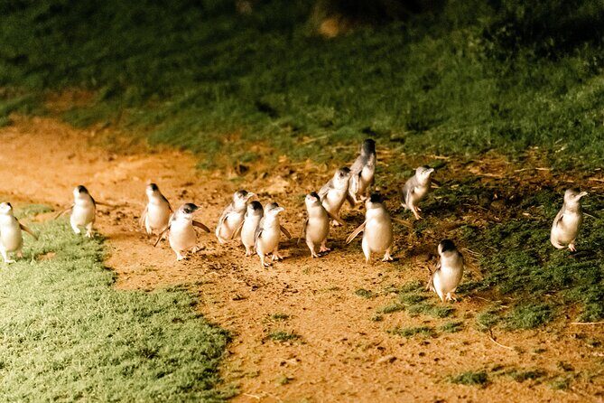 Phillip Island Day Trip from Melbourne with Penguin Plus Viewing Platform - Who Will Love This Tour?