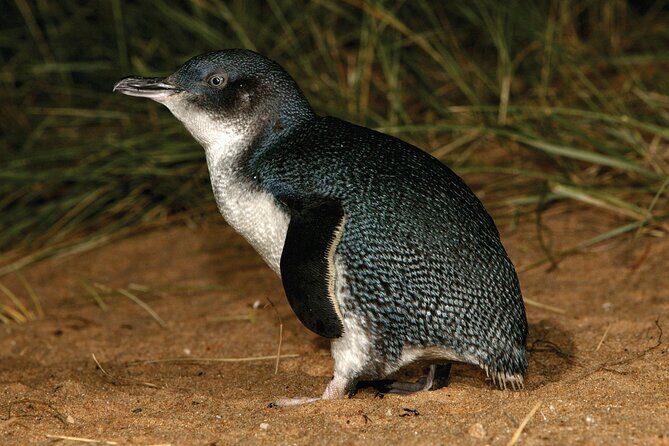 Phillip Island Direct Tour Penguin Parade and Coastal Views - What’s Included and What’s Not