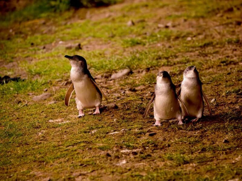 Phillip Island: Golden Hour Penguin Express Tour - Key Points