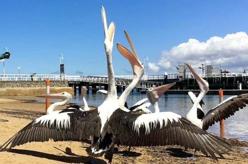 Phillip Island: Golden Hour Penguin Express Tour - Introduction: Why Consider This Tour?