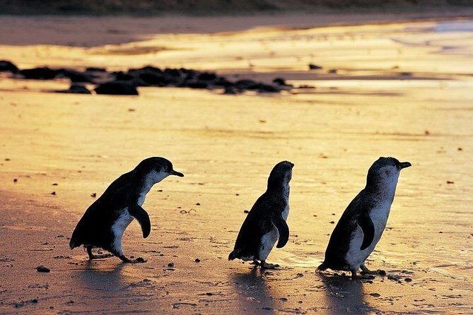Phillip Island Penguin and wildlife Tour - Introduction