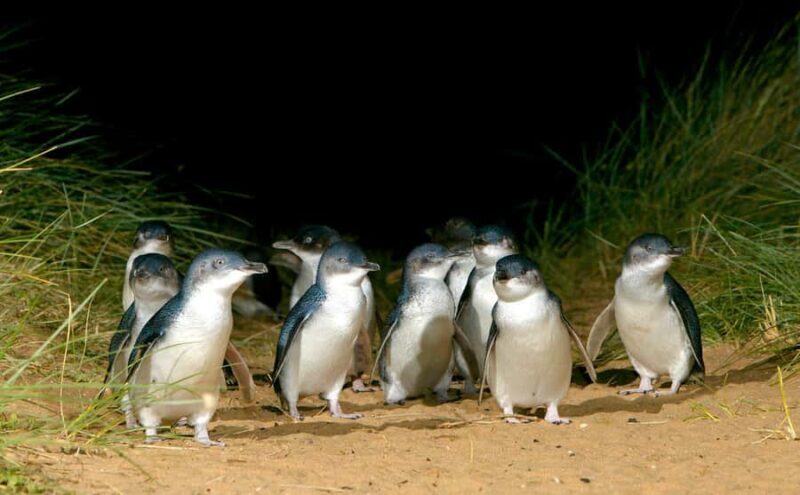 Phillip Island Penguin Direct Sunset Tour - Frequently Asked Questions